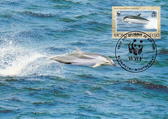 Montserrat 1990 Maxicard Sc #755 $1.50 Striped dolphin WWF