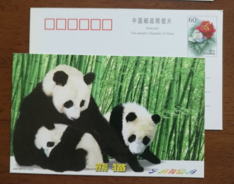 Giant Panda,bamboo forest,China 2000 rare & precious animal advertising PSC