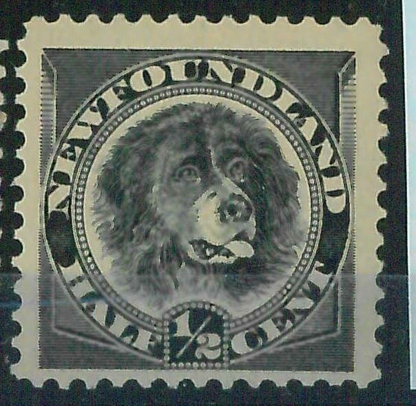 95766c - CANADA: Newfoundland - STAMP: SG #  59 -  MINT   MNH dog