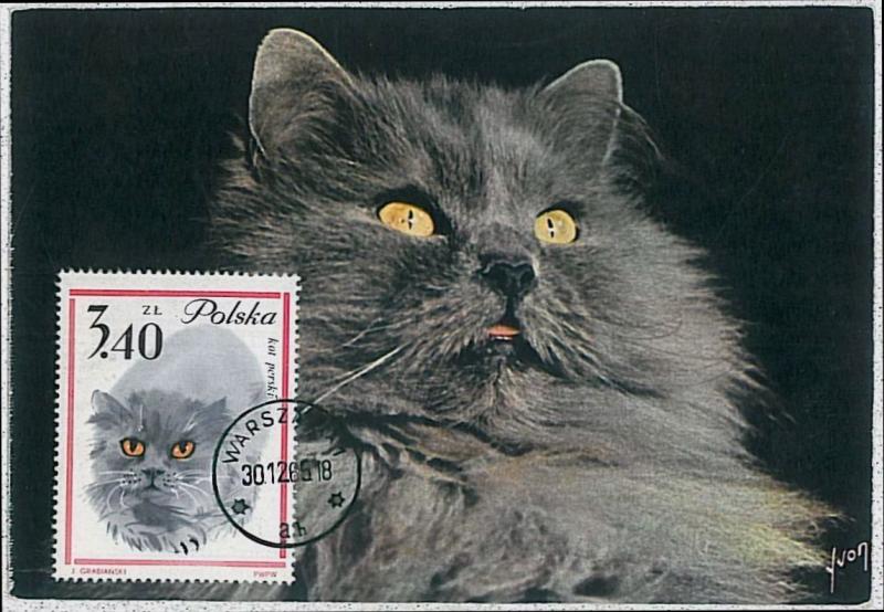 32489   MAXIMUM CARD - Animals CATS CAT : POLAND 1965