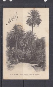 ALGERIA, 1902 ppc. Algiers, Garden d'Essais, 5c., ALGIERS to Austria. 
