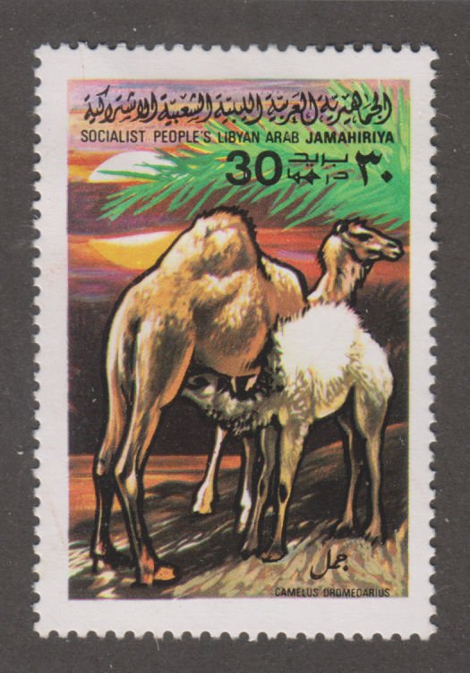 Libya 801 Arabian Camel  1979