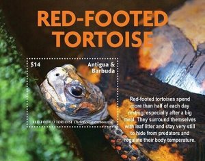 2023 09- ANTIGUA - RED FOOTED TORTOISE        1V  complet set    MNH **