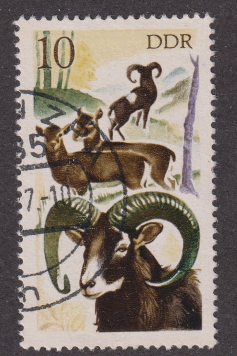 Germany DDR 1858 Hunting in East Germany,  Mouflons 1977
