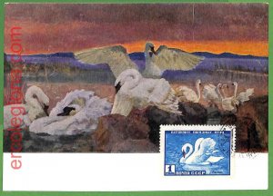 32896 - USSR - MAXIMUM CARD - FAUNA, BIRDS-