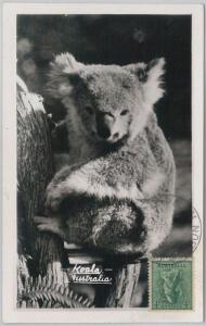 52157 - AUSTRALIA -  MAXIMUM CARD - 1956  ANIMALS:  KOALA 