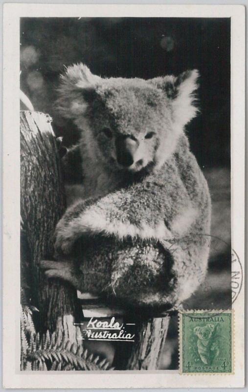 52157 - AUSTRALIA -  MAXIMUM CARD - 1956  ANIMALS:  KOALA 