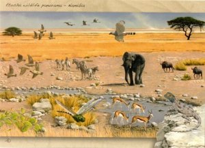 Namibia - 2015 Etosha Postcard Set Cancelled