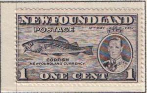 Newfoundland 233 - Unused, Never Hinged