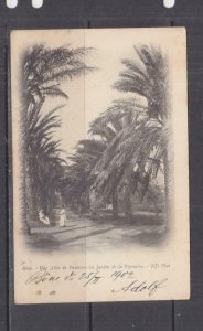 ALGERIA,1902 ppc. BONE, Alley of Palms, Bone, 5c. to Austria. 