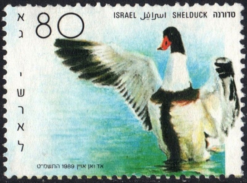 Israel #1025d Ducks in Holy Land: Shelduck (1989) Used