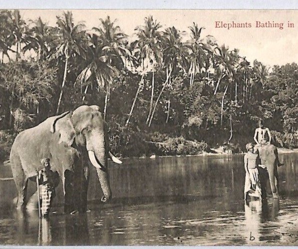 CEYLON KEVII Postcard *ELEPHANTS BATHING* 1902 Kandy CDS Bucks {samwells}PJ159