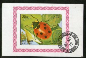 Sharjah - UAE Beetle Insect  Lady Bug Fauna M/s Cancelled # 210