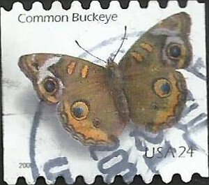 # 4002 USED COMMON BUCKEYE BUTTERFLY