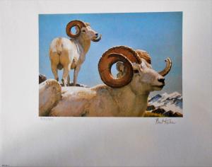 NAWS2 - North American Wild Sheep Print. With Folio No Stamp.    #02 NAWS2P