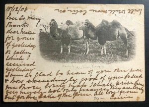 1903 Adelaide Australia Picture Postcard Cover To London England Bactrian Camels