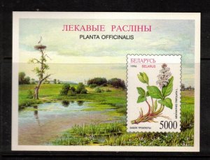 Belarus Sc 172 MNH of 1996 - Nature - Plants - FH02