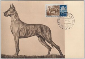 52681 - SAN MARINO - MAXIMUM CARD - ANIMALS GREAT DANE 1957 dog-