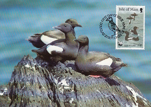 Isle of Man 1989 Maxicard Sc #400 13p Black guillemots WWF