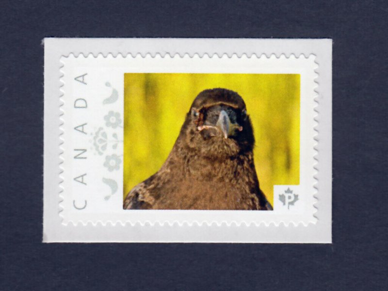 YOUNG RAVEN = Picture Postage Personalized stamp MNH Canada 2013 [p4sn1]