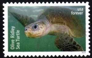 New2024 - (68c) -Turtles, Olive Ridley - 6 of 6 - USED Single