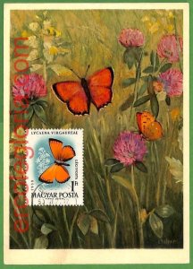 32407 - Hungary - MAXIMUM CARD - Butterflies-