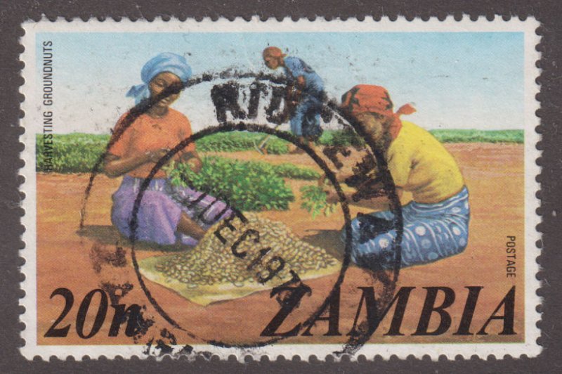 Zambia 144 Peanut Harvest 1975