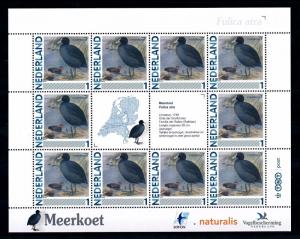 [43440] Netherlands Nederland 2011 Birds Vögel Ucelli Fulica atra MNH Sheet