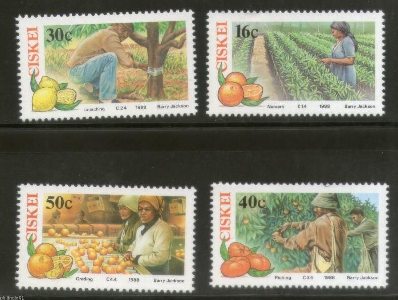 Ciskei 1988 Farming Fruits Vegetables Plant Nursary Tree Sc 123-26 MNH # 3266