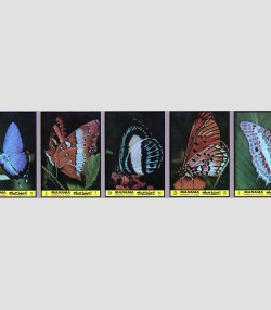 Manama 1972 Butterflies Strip (5) Imperforated mnh.vf