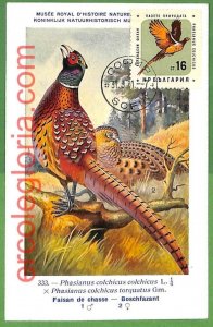 32945 - BULGARIA - MAXIMUM CARD - 1951 - FAUNA, BIRDS-