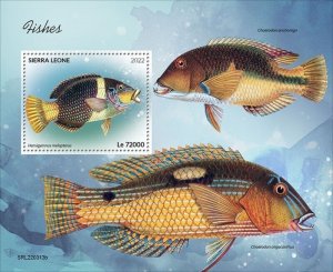 Sierra Leone - 2022 Fishes, Wrasse - Stamp Souvenir Sheet - SRL220313b