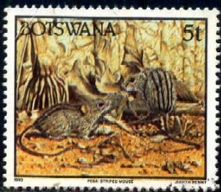 Striped Mouse, Wild Animal, Botswana stamp SC#521 used