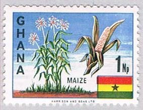 Ghana Maize (AP115330)