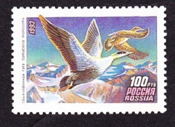 Russia 6156 Ducks MNH Single