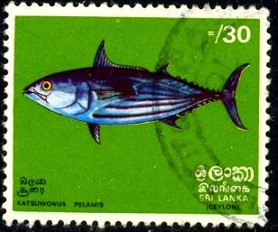 Tropical Fish, Skipjack Bonito, Sri Lanka SC#475 used