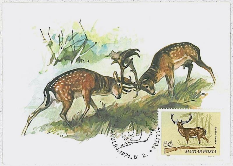 MAXIMUM CARD - POSTAL HISTORY -  Hungary: Deer, Hunting, Fauna, 1971