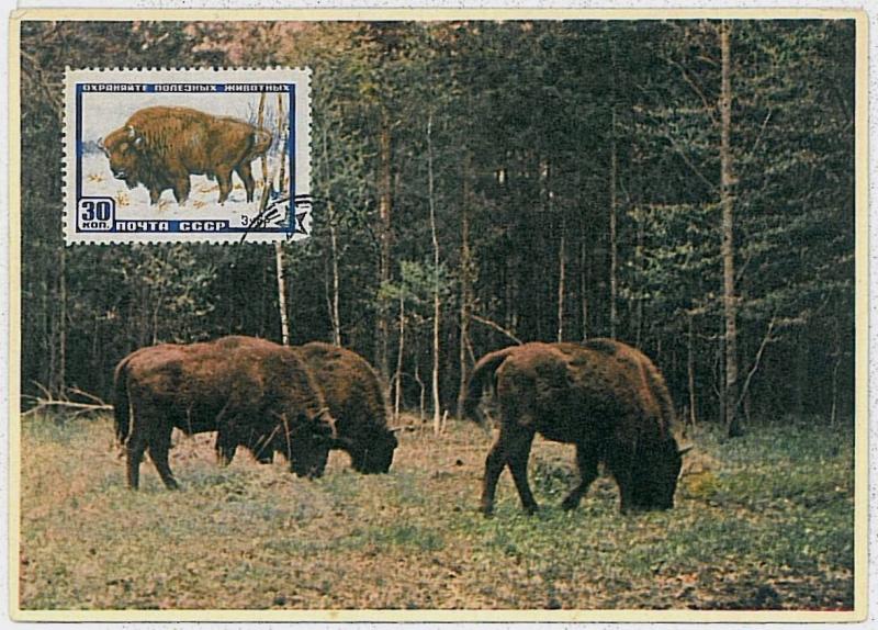 MAXIMUM CARD - POSTAL HISTORY - Russia USSR: Buffalos, Wild Animals, 1960