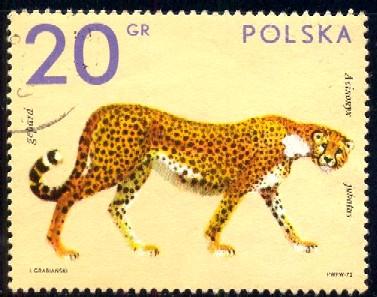 Cheetah, Zoo Animal, Poland stamp SC#1888 used