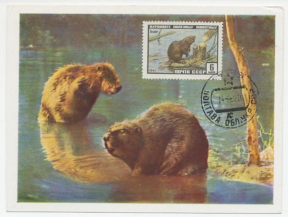 Maximum card Soviet Union 1962 Beaver