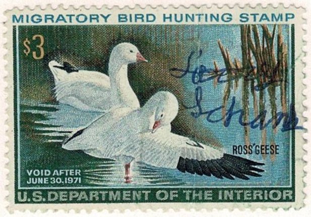 USA #RW37 duck stamp 1971 Ross geese