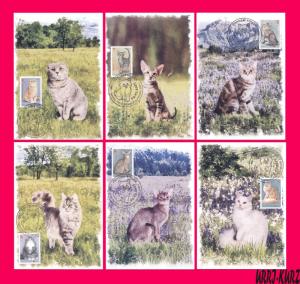 TRANSNISTRIA 2017 Nature Fauna Farm Domestic Animals Pets Cats 6 MaxiCards