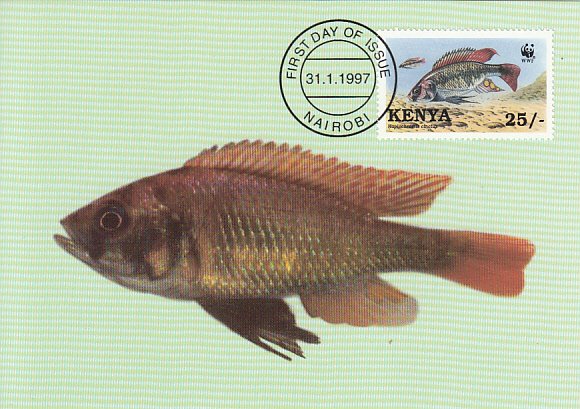 Kenya 1997 Maxicard Sc #705 25sh Girded cichlid WWF