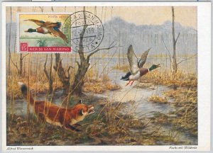 52664 - SAN MARINO - MAXIMUM CARD - ANIMALS Birds DUCK 1959-