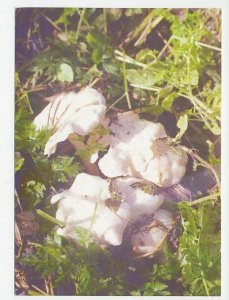 Postal stationery Belarus 1999 Mushroom