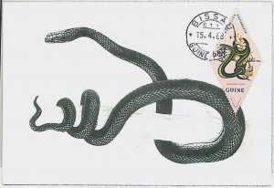 32773 - POTUGUESE GUINEA - MAXIMUM CARD - 1968 - Fauna REPTILES snake #2-