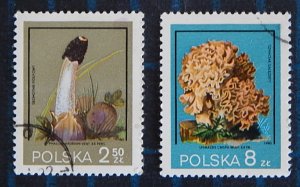 Mushrooms, (2595-T)