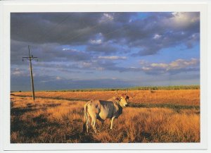 Postal stationery Cuba Cow - Electricity pole