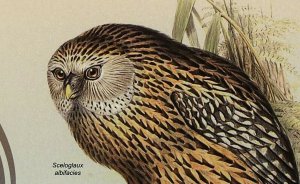 Owls Stamp Birds Tyto Multipunctata Sceloglaux Albifacies S/S MNH #6061 / Bl.107
