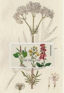 MB447 Sweden Scott 2806 MNH stamps collector's sheet Medicinal plants herbs